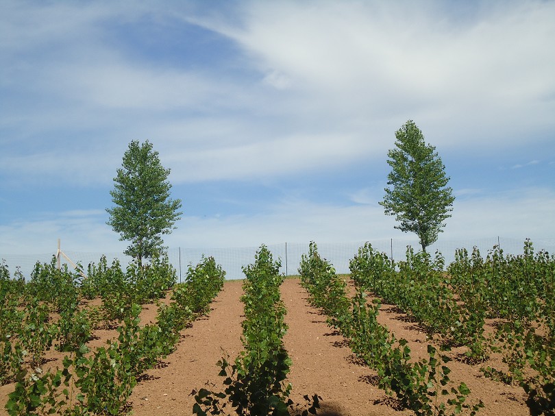 poplars-on-closed-landfill-bellevue-rs