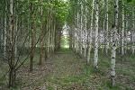 Birch screening trial