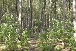 Poplars near Knutstorp, Sweden