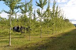 GM aspen trial near Vaxtorp