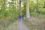 200-year-old oak plantation