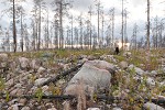 Hällskogsbrännan forest fire area