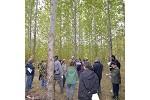 Poplar clone trial in Krusenberg