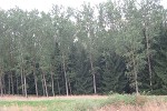 Norway spruce under poplar