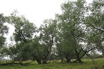 Populus nigra in Middle Elbe