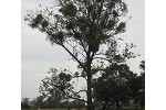 P. xcanadensis in Middle Elbe