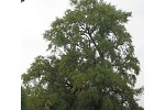 P. nigra in Middle Elbe riparian area