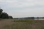 P. nigra regeneration on river beach