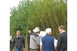 Field tour group at SRC poplar trial