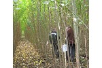 SRC poplar trial 'Haferfeld'