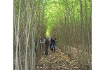 SRC poplar trial 'Haferfeld'