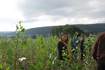 Poplar and willow nursery selection trial