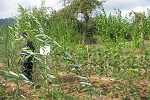 Poplar and willow nursery selection trial