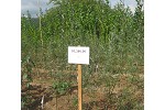 Willow nursery selection trial