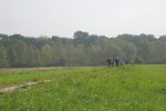 Nature reserve beside Rhine