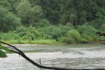 Sandbar with colonizing poplar and willow