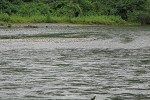 Sandbar with colonizing poplar and willow