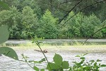 Poplar and willow colonizing new sandbar