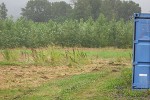 Spacing trial site at Harrison Mills nursery