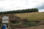 Poplar plantation on Salmon Arm landfill