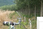 Poplars on landfill, Salmon Arm