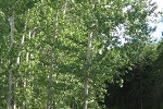 Vernon wastewater-irrigated poplar