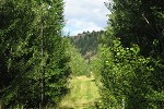 Sprinkler towers for irrigating poplar