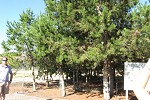 Lodgepole pine trial, Kalamalka