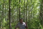 Kalamalka poplar spacing - Mike Carlson