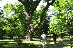 Butternut tree at Gellatly Nut Farm