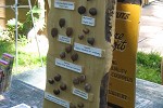 Nut display at Gellatly Nut Farm