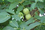 Walnuts at Gellatly Nut Farm