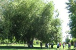 Weeping willow at Gellatly Nut Farm