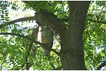 Owl at Gellatly Nut Farm