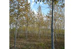 Duparquet hybrid poplar trial