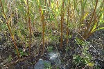 Willows on mine rock waste slope