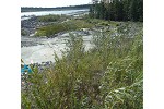 Willows on tailings pond slpe