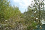 Willow and hybrid poplar on mine waste slope