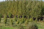 Duhamel-ouest hybrid poplar trial