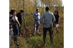 Duparquet hybrid poplar trial