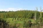 Duhamel-ouest hybrid poplar trial