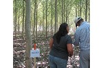 New Liskeard hybrid poplar trial