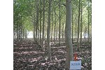 New Liskeard hybrid poplar trial