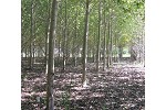 New Liskeard hybrid poplar trial