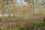 Duparquet hybrid poplar trial