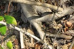 Root grafting in hybrid poplar