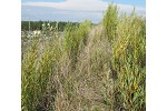 Willows on mine rock waste slope