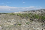 Willows in mine tailings