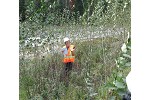 Hybrid poplar on mine rock waste slope