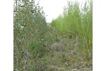 Hybrid poplar and willow on mine waste